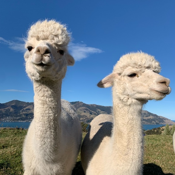 Meet your Posher, Alex - Picture 1 of 1